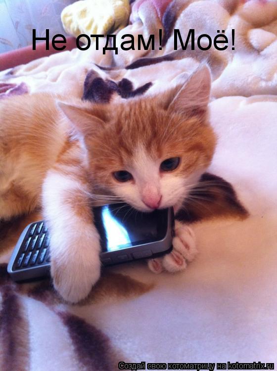 Котоматрица: Не отдам! Моё!