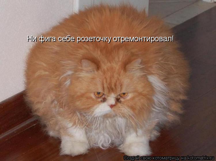 Котоматрица: Ни фига себе розеточку отремонтировал!