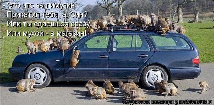 Котоматрица: - Это что за лимузин Или ты сдаешься сразу, Или мухой - в магазин! Прикатил тебя, а, Зин?