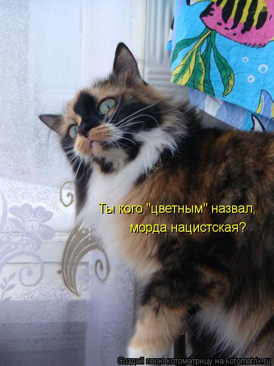 Котоматрица: Ты кого "цветным" назвал, морда нацистская?