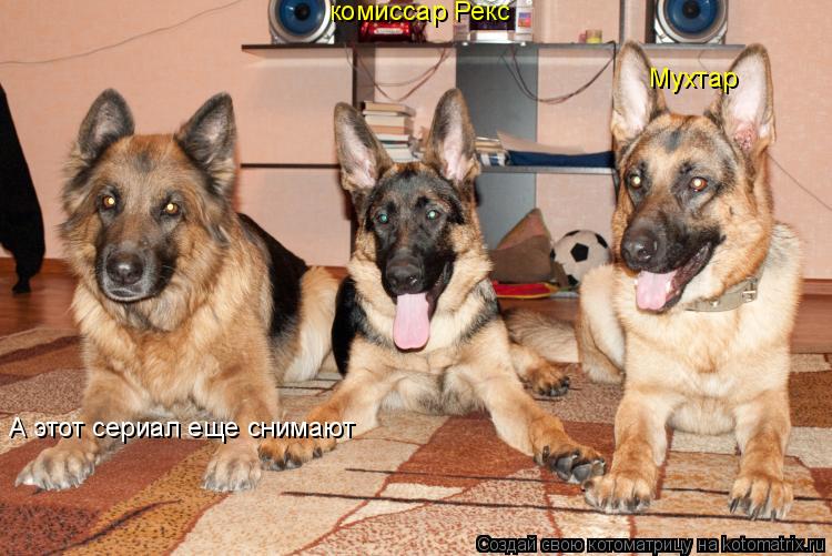 Котоматрица: комиссар Рекс Мухтар А этот сериал еще снимают