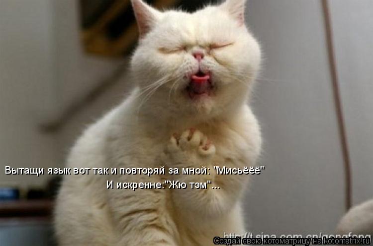 Котоматрица: Вытащи язык вот так и повторяй за мной: "Мисьёёё" И искренне:"Жю тэм"...