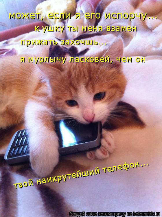 Котоматрица: может, если я его испорчу... к ушку ты меня взамен  прижать захочшь... я мурлычу ласковей, чем он твой наикрутейший телефон...