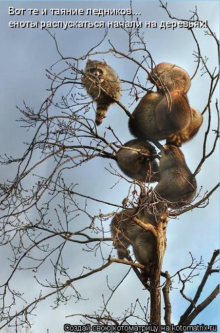 Котоматрица: Вот те и таяние ледников... еноты распускаться начали на деревьях!