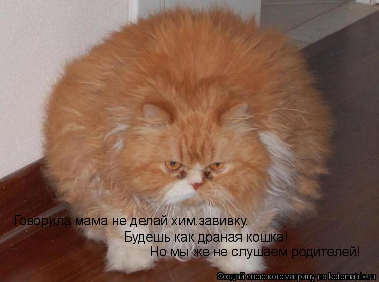 Котоматрица: Говорила мама не делай хим.завивку. Будешь как драная кошка! Но мы же не слушаем родителей!