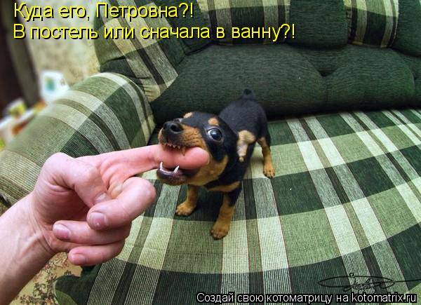 Котоматрица: Куда его, Петровна?! В постель или сначала в ванну?!