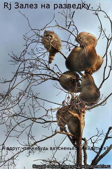 Котоматрица: Rj Залез на разведку. / / А вдруг что-нибудь вкусненькое найдёться?