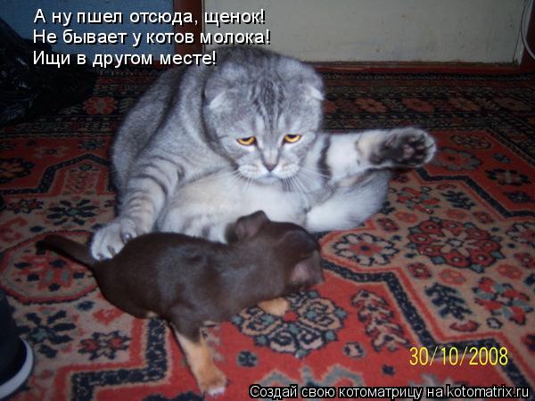 Котоматрица: А ну пшел отсюда, щенок!  Не бывает у котов молока!  Ищи в другом месте!