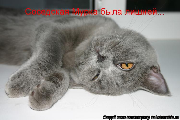 Котоматрица: Соседская Мурка была лишней...