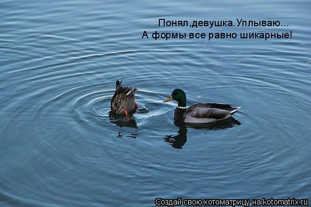 Котоматрица: Понял,девушка.Уплываю... А формы все равно шикарные!