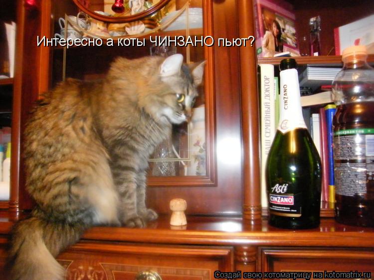 Котоматрица: Интересно а коты ЧИНЗАНО пьют?