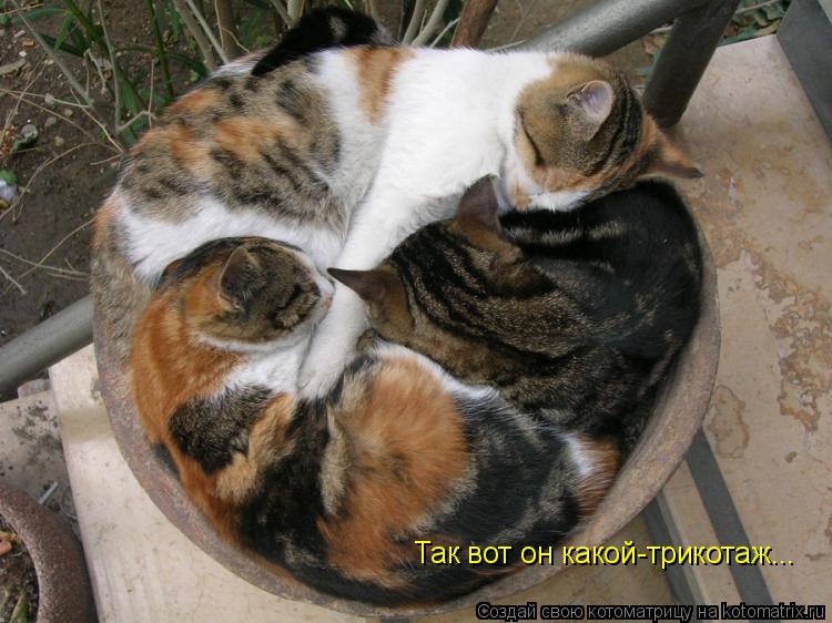 Котоматрица: Так вот он какой-трикотаж...