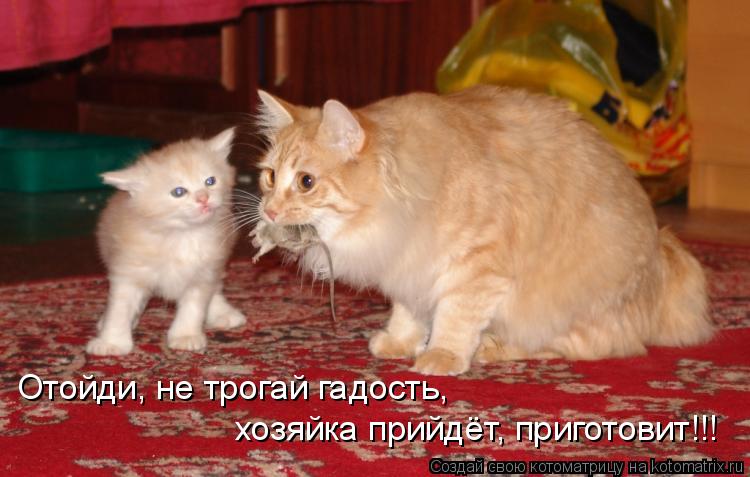 Котоматрица: Отойди, не трогай гадость, хозяйка прийдёт, приготовит!!!