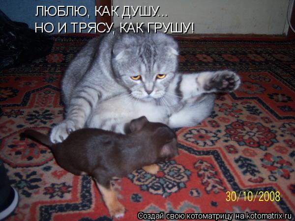 Котоматрица: ЛЮБЛЮ, КАК ДУШУ... НО И ТРЯСУ, КАК ГРУШУ!
