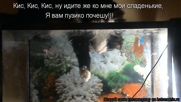 Котоматрица: Кис, Кис, Кис, ну идите же ко мне мои сладенькие,  Я вам пузико почешу!!!