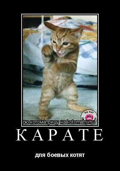 карате для боевых котят... Котоматрица: карате для боевых котят
