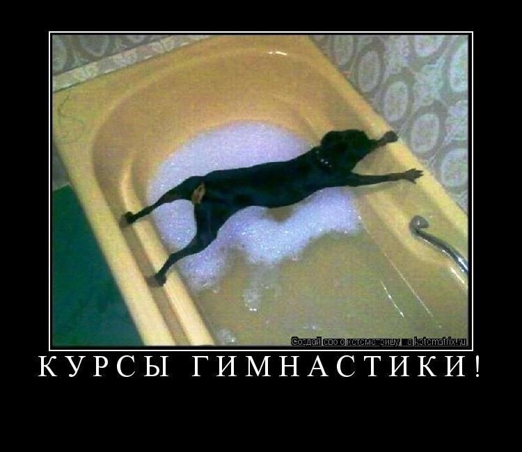Курсы гимнастики! ... Котоматрица: Курсы гимнастики!