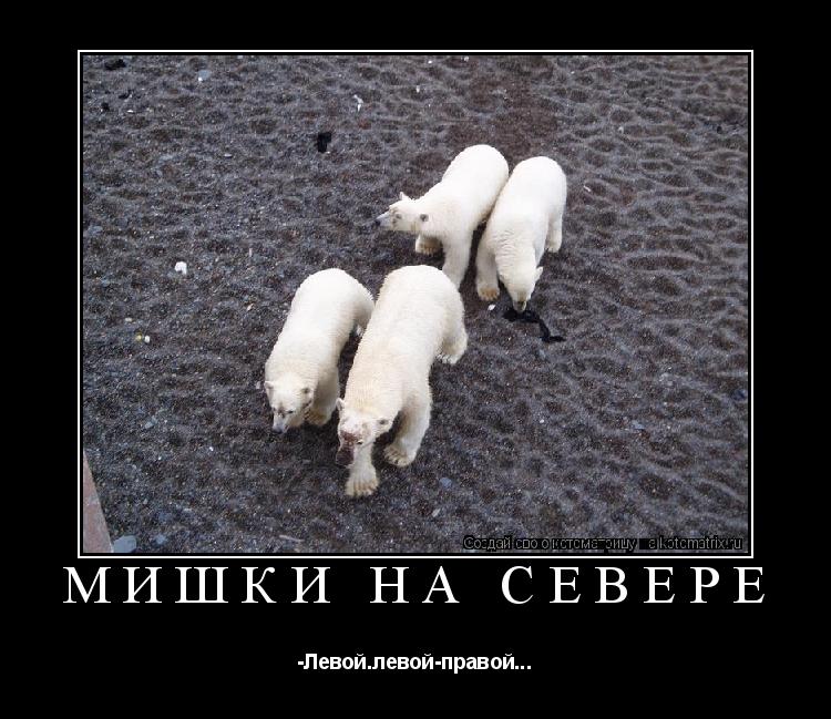 Котоматрица: Мишки на Севере -Левой.левой-правой...