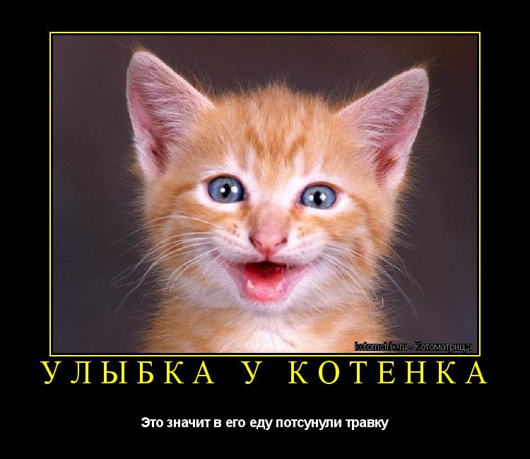 УЛЫБКА У КОТЁНКА Это значит в его еду потсунули травку... Котоматрица: УЛЫБКА У КОТЁНКА Это значит в его еду потсунули травку