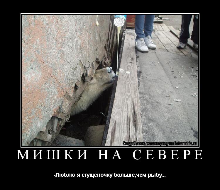 Котоматрица: Мишки на Севере -Люблю я сгущёночку больше,чем рыбу...