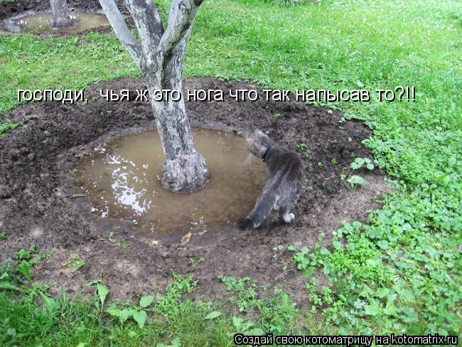 Котоматрица: господи,  чья ж это нога что так напысав то?!!