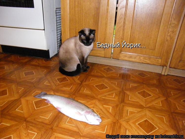 Котоматрица: Бедный Йорик...