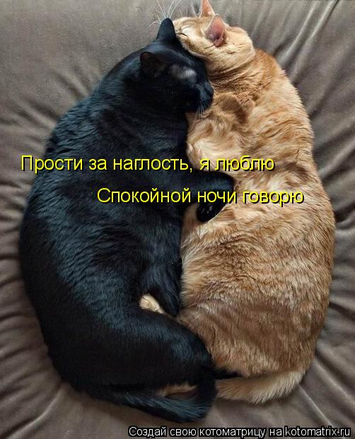Котоматрица: Прости за наглость, я люблю Спокойной ночи говорю