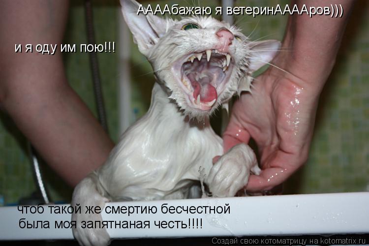 Котоматрица: ААААбажаю я ветеринААААров))) и я оду им пою!!! чтоб такой же смертию бесчестной была моя запятнаная честь!!!!