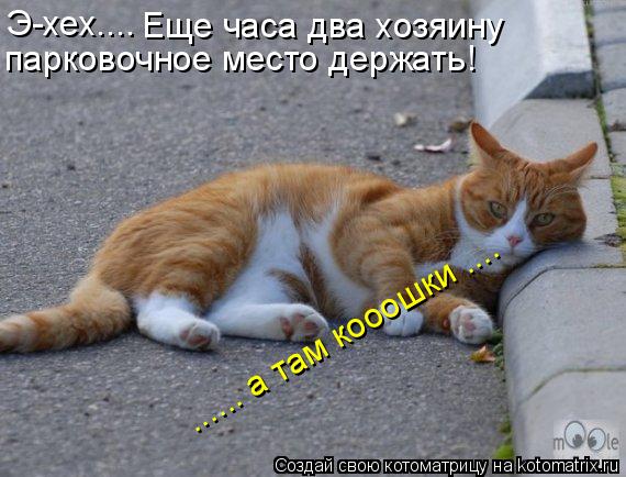 Котоматрица: Э-хех.... Еще часа два хозяину парковочное место держать! ...... а там кооошки ....