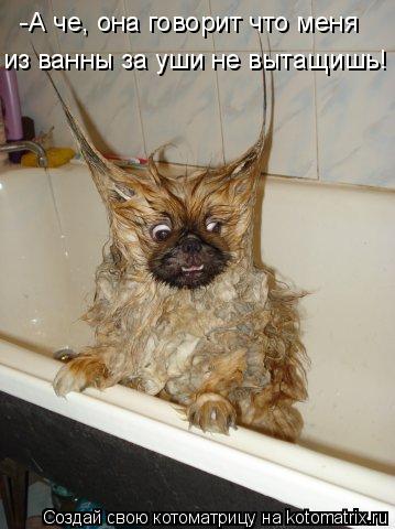 Котоматрица: -А че, она говорит что меня из ванны за уши не вытащишь!
