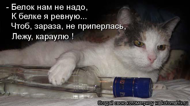 - Белок нам не надо, К белке я ревную... Чтоб, зараза, не приперлась, Лежу, караулю !... Котоматрица: - Белок нам не надо, К белке я ревную... Чтоб, зараза, не приперлась, Лежу, караулю !