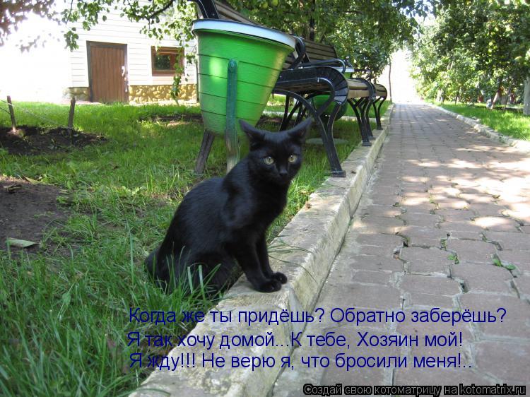 Котоматрица: Когда же ты придёшь? Обратно заберёшь? Я так хочу домой...К тебе, Хозяин мой! Я жду!!! Не верю я, что бросили меня!..