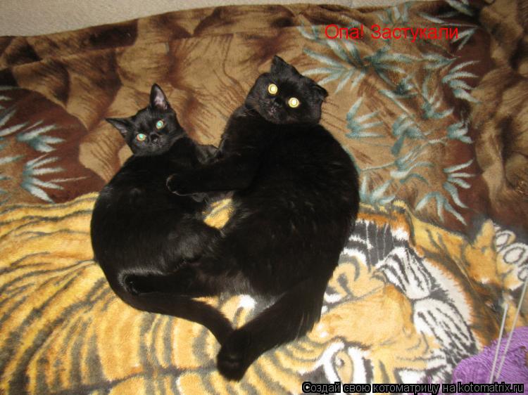 Котоматрица: Опа! Застукали