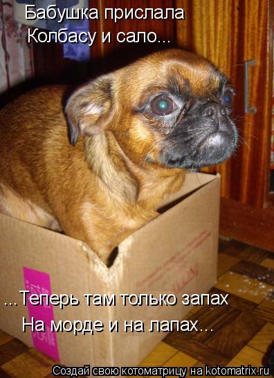 Котоматрица: На морде и на лапах...  Бабушка прислала  Колбасу и сало... ...Теперь там только запах