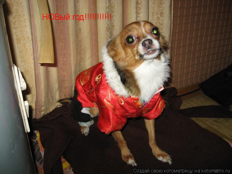 Котоматрица: HOBый год!!!!!!!!!!!
