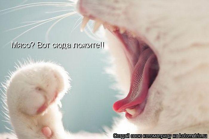 Котоматрица: Мясо? Вот сюда ложите!!
