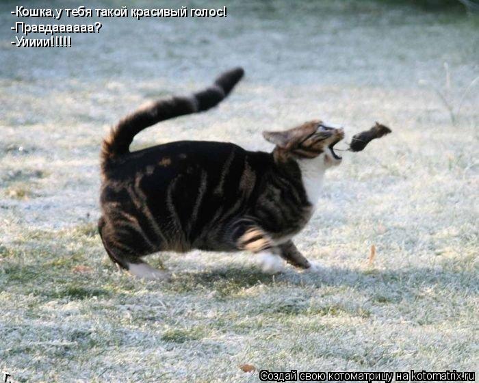 Котоматрица: -Кошка,у тебя такой красивый голос! -Правдаааааа? -Уииии!!!!!