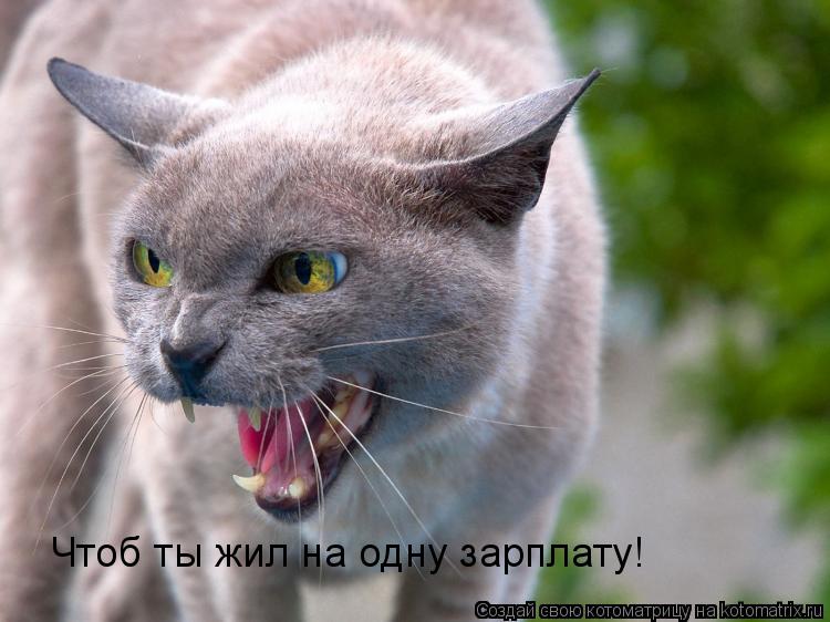 Котоматрица: Чтоб ты жил на одну зарплату!