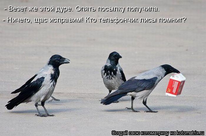 Котоматрица: - Везет же этой дуре. Опять посылку получила. - Ничего, щас исправим! Кто телефончик лисы помнит?