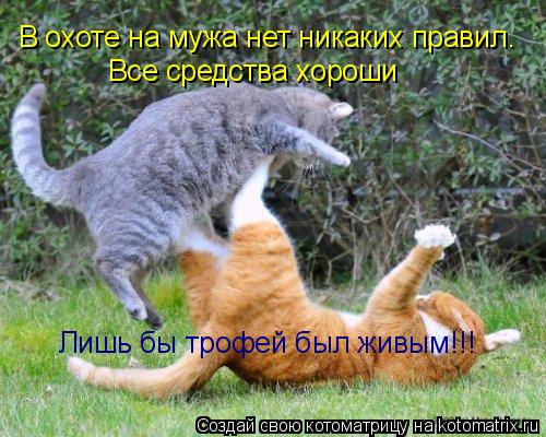 Котоматрица: В охоте на мужа нет никаких правил. Все средства хороши Лишь бы трофей был живым!!!