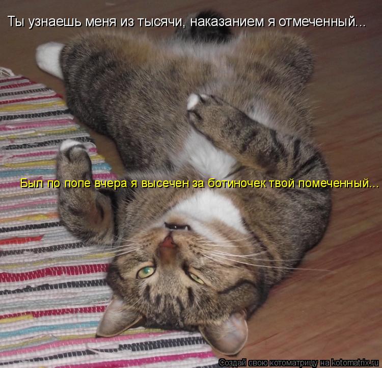 Котоматрица: Ты узнаешь меня из тысячи, наказанием я отмеченный... Был по попе вчера я высечен за ботиночек твой помеченный...