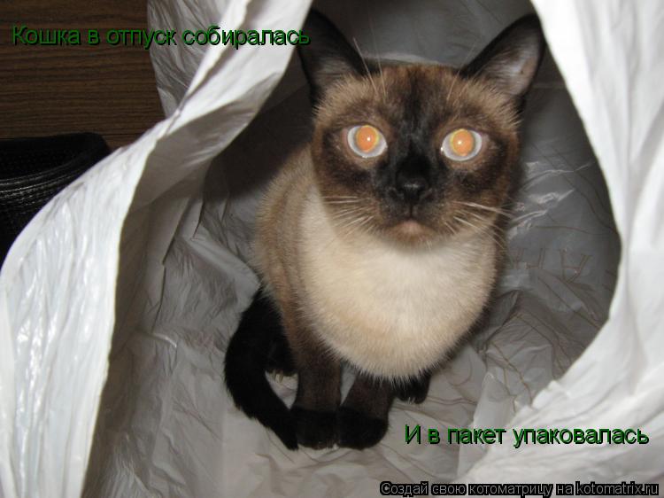 Котоматрица: Кошка в отпуск собиралась И в пакет упаковалась