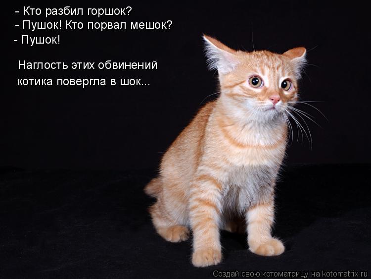 Котоматрица: - Кто разбил горшок? - Пушок! Кто порвал мешок? - Пушок! Наглость этих обвинений котика повергла в шок...