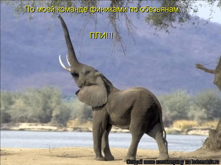 По моей команде финиками по обезьянам... ПЛИ!!!... Котоматрица: По моей команде финиками по обезьянам... ПЛИ!!!