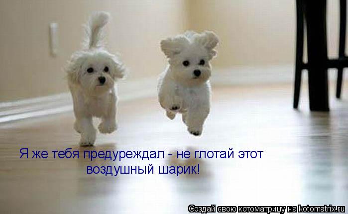 Я же тебя предуреждал - не глотай этот воздушный шарик!... Котоматрица: Я же тебя предуреждал - не глотай этот воздушный шарик!