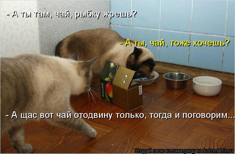 Котоматрица: - А ты там, чай, рыбку жрешь? - А ты, чай, тоже хочешь? - А щас вот чай отодвину только, тогда и поговорим...