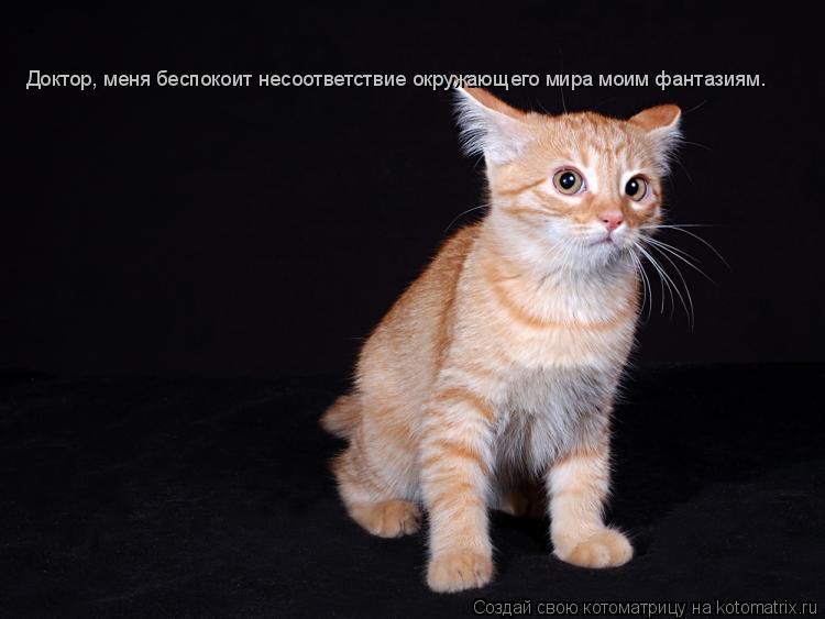 Котоматрица: Доктор, меня беспокоит несоответствие окружающего мира моим фантазиям.