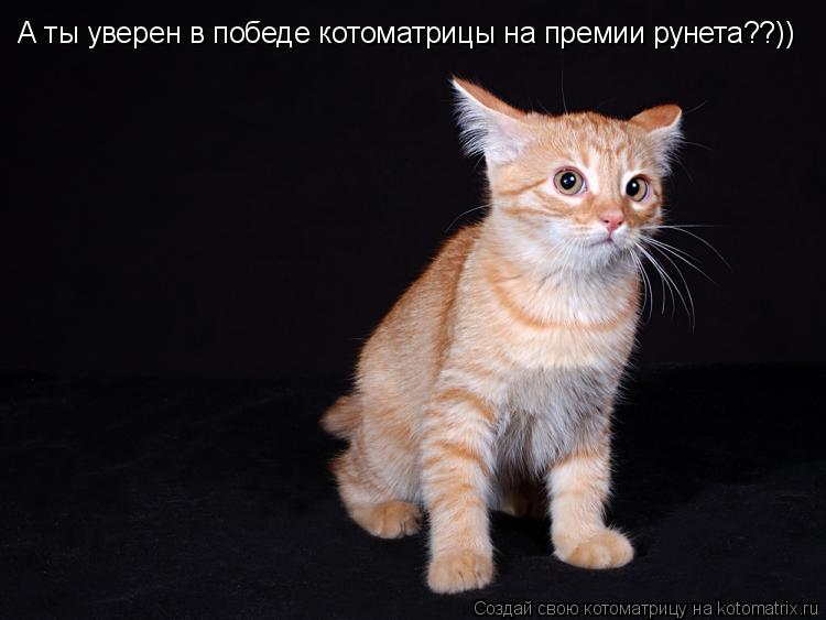 Котоматрица: А ты уверен в победе котоматрицы на премии рунета??))