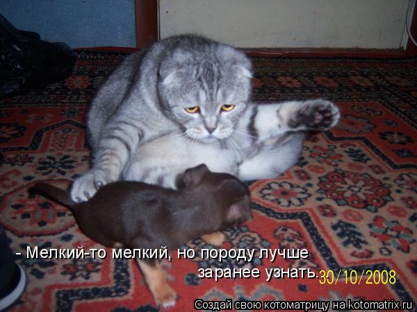 Котоматрица: - Мелкий-то мелкий, но породу лучше заранее узнать...
