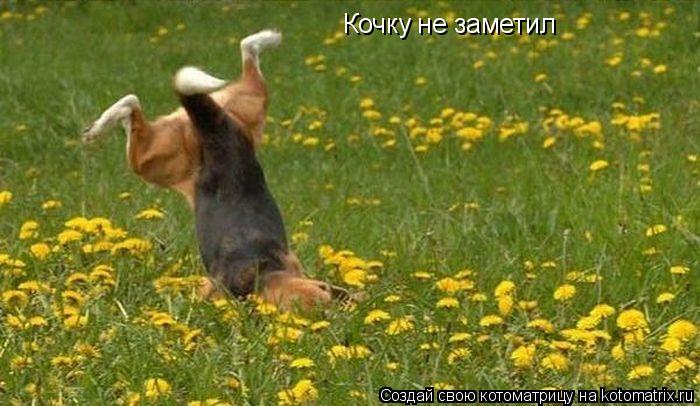 Котоматрица: Кочку не заметил